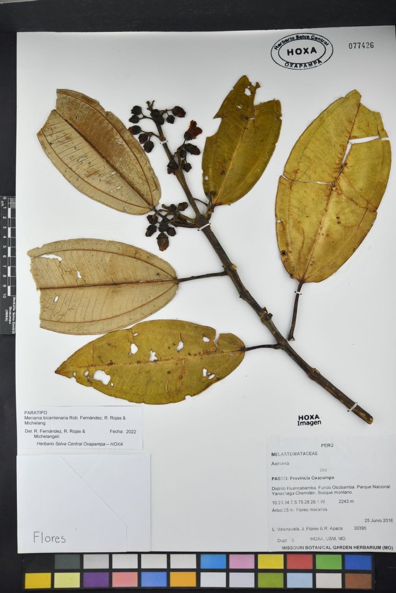 Meriania bicentenaria