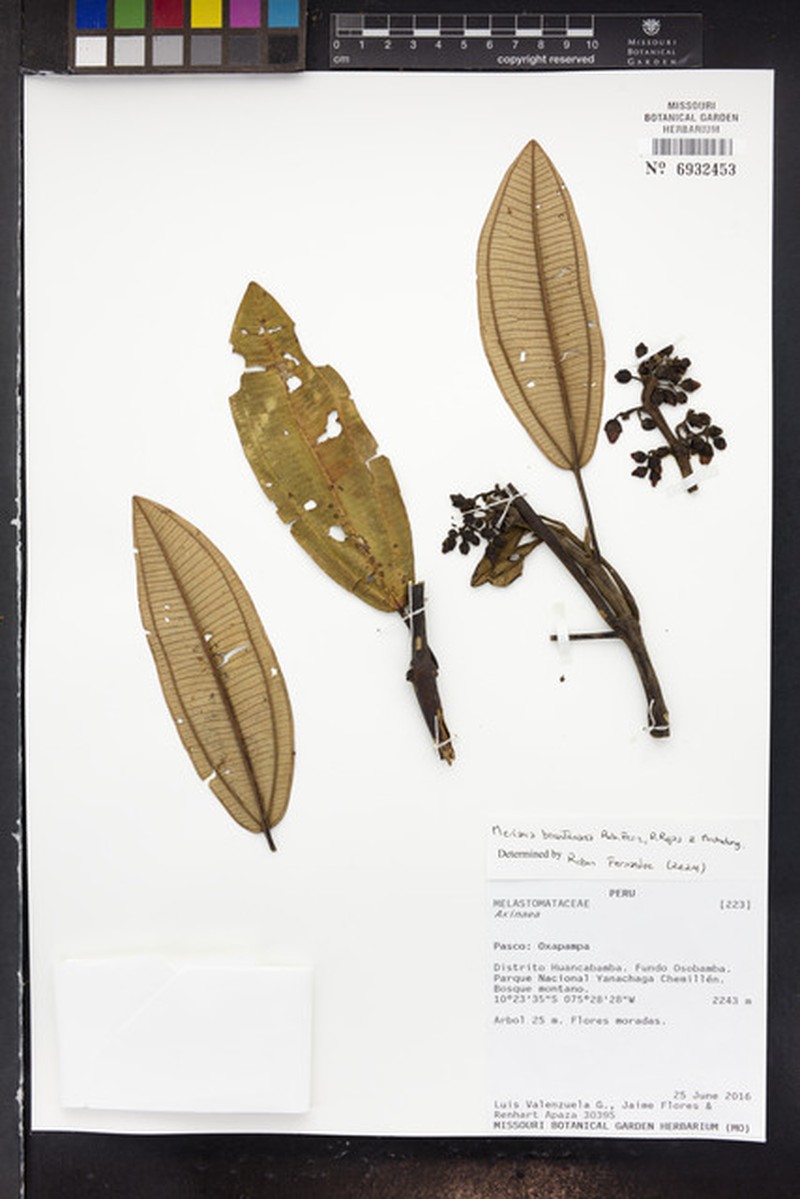 Meriania bicentenaria photo 2