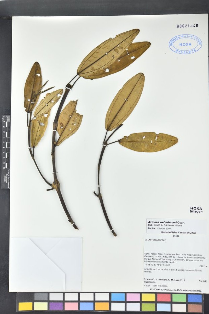 Meriania bicentenaria photo 3