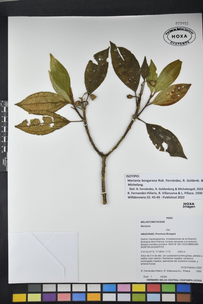 Meriania bongarana