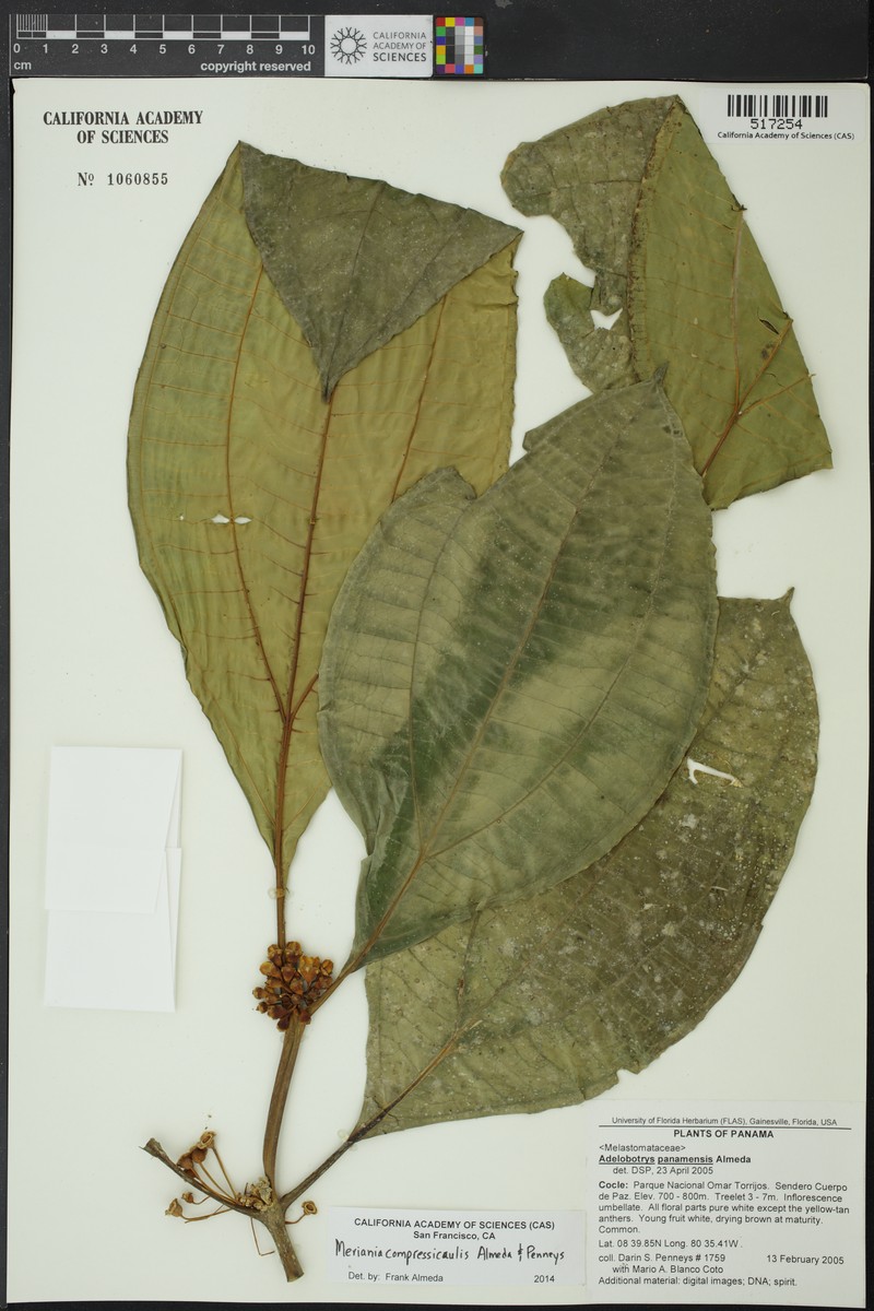 Meriania compressicaulis