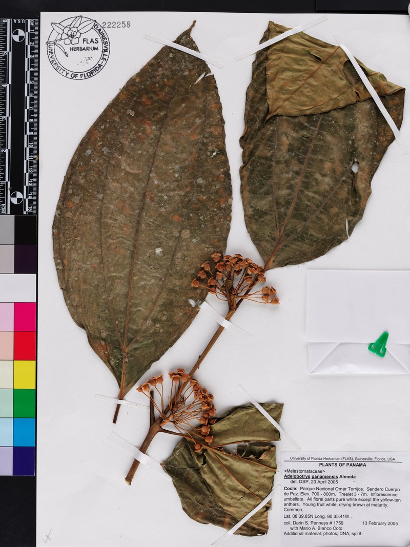 Meriania compressicaulis photo 2