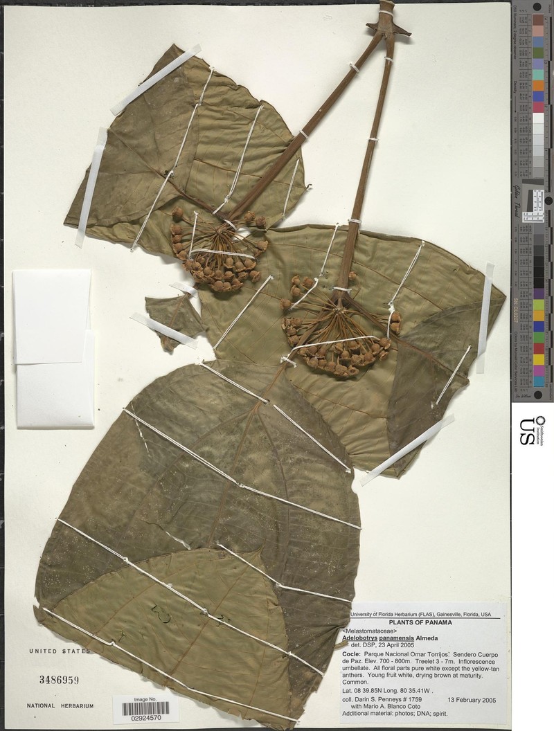 Meriania compressicaulis photo 3