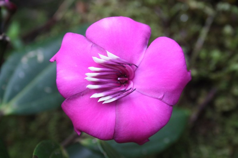 Meriania escalerensis