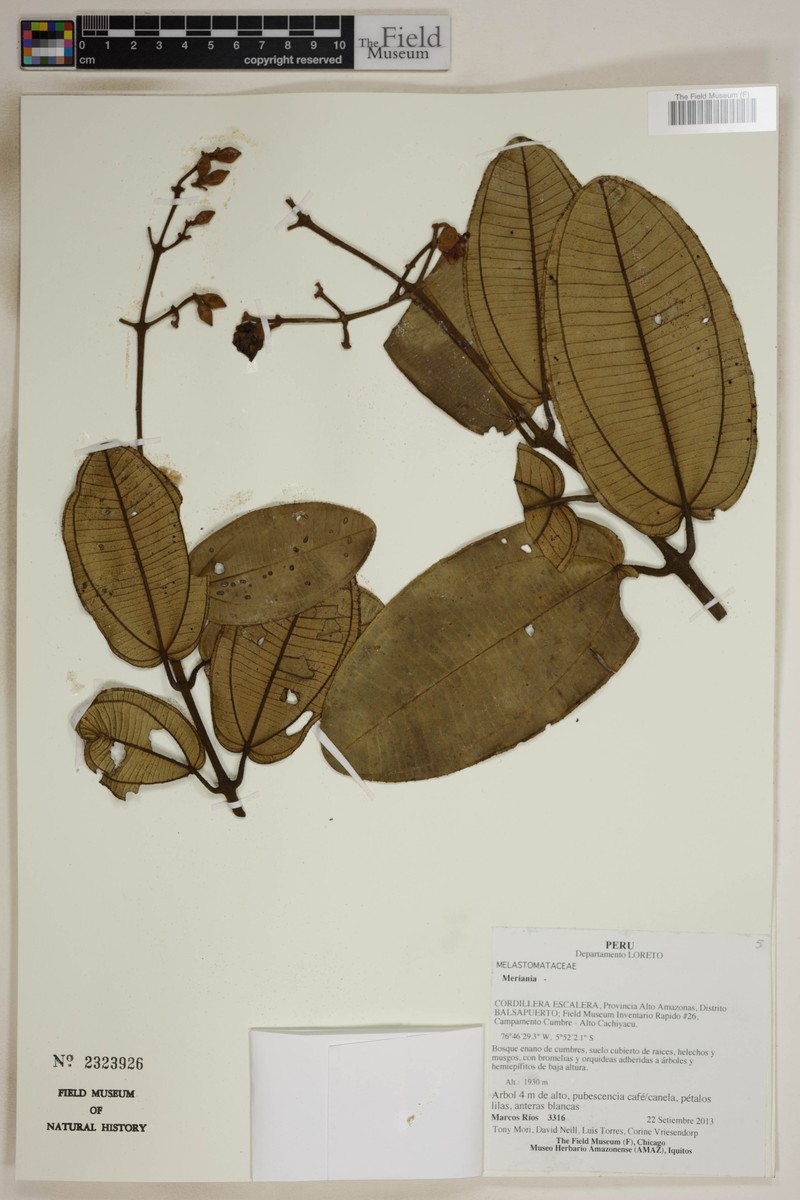 Meriania escalerensis photo 2
