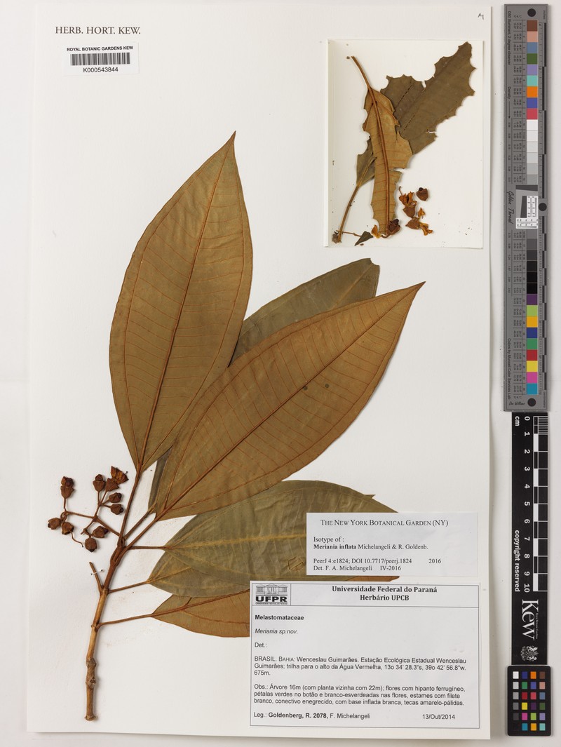 Meriania inflata