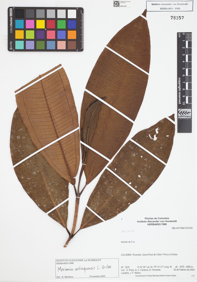 Meriania macrophylla subsp. antioquiensis