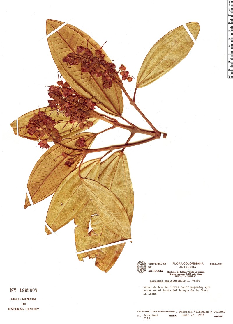 Meriania macrophylla subsp. antioquiensis photo 2