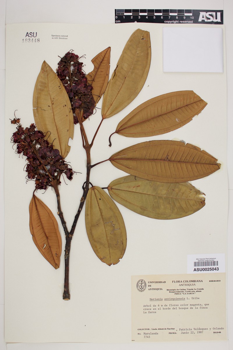 Meriania macrophylla subsp. antioquiensis photo 3