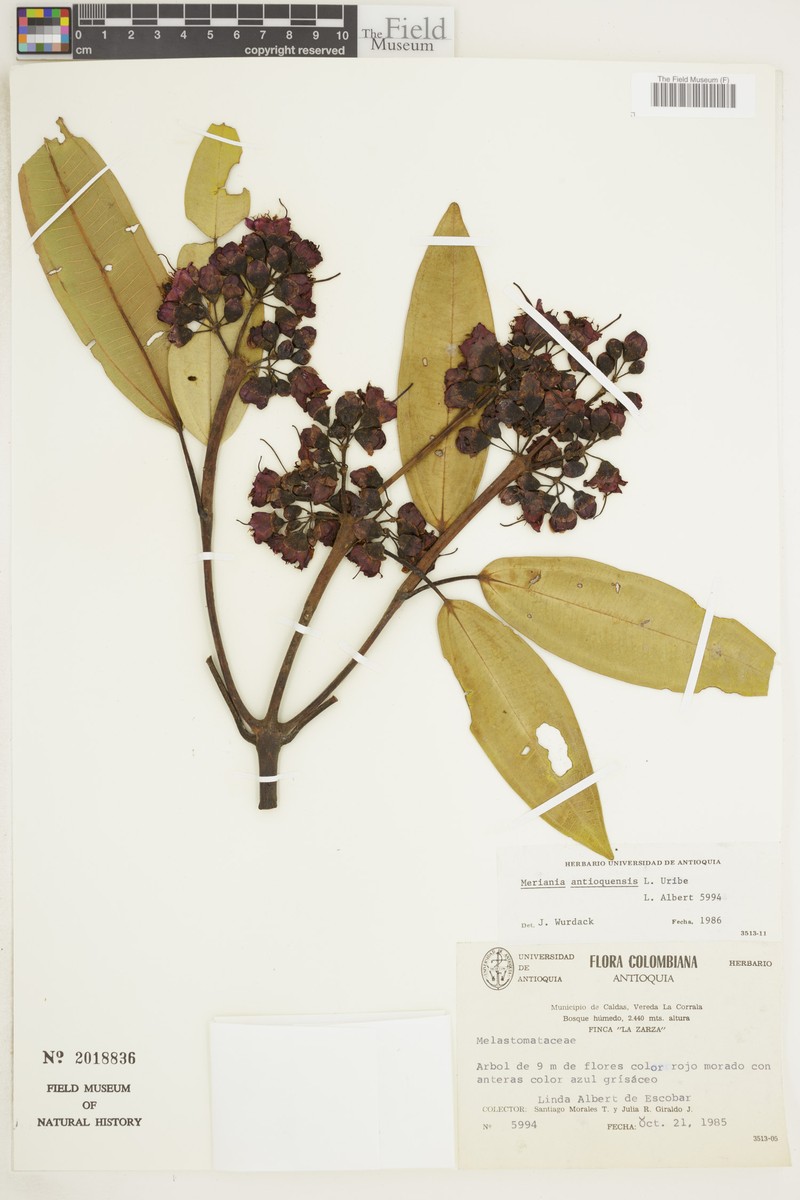 Meriania macrophylla subsp. antioquiensis photo 4