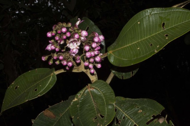 Meriania macrophylla subsp. peltata photo 2