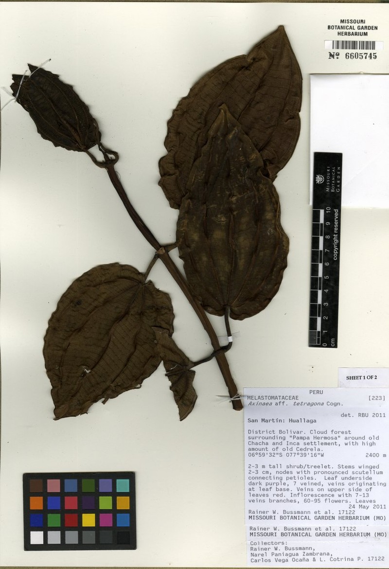 Meriania megaphylla