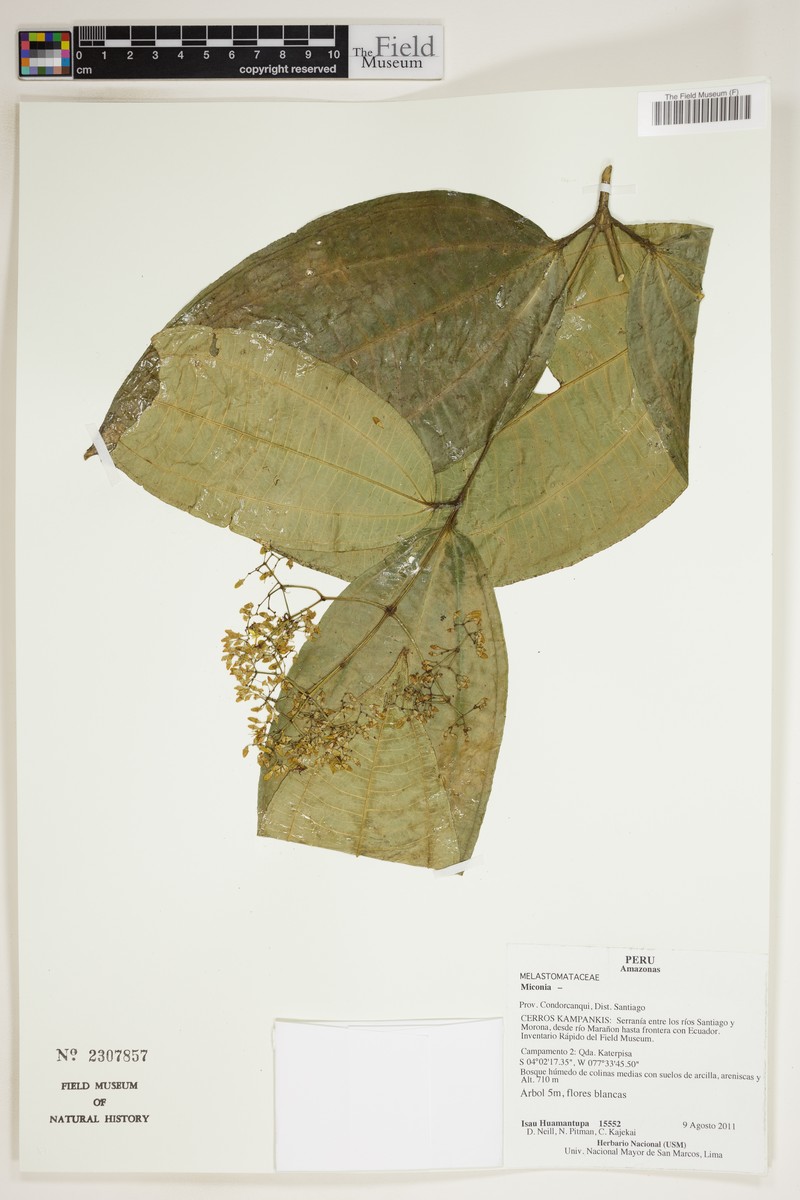 Meriania microflora