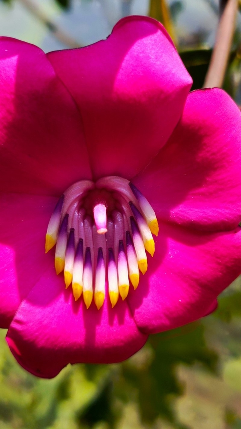 Meriania neillii