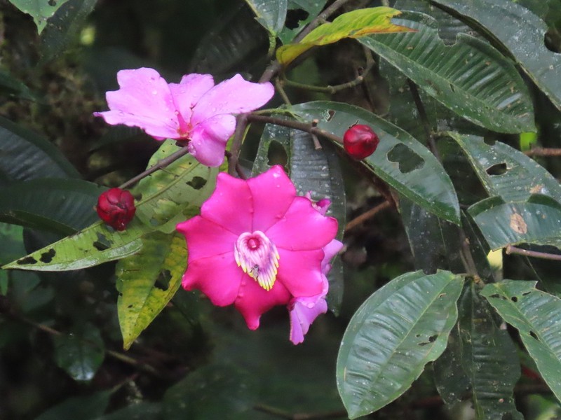 Meriania neillii photo 2