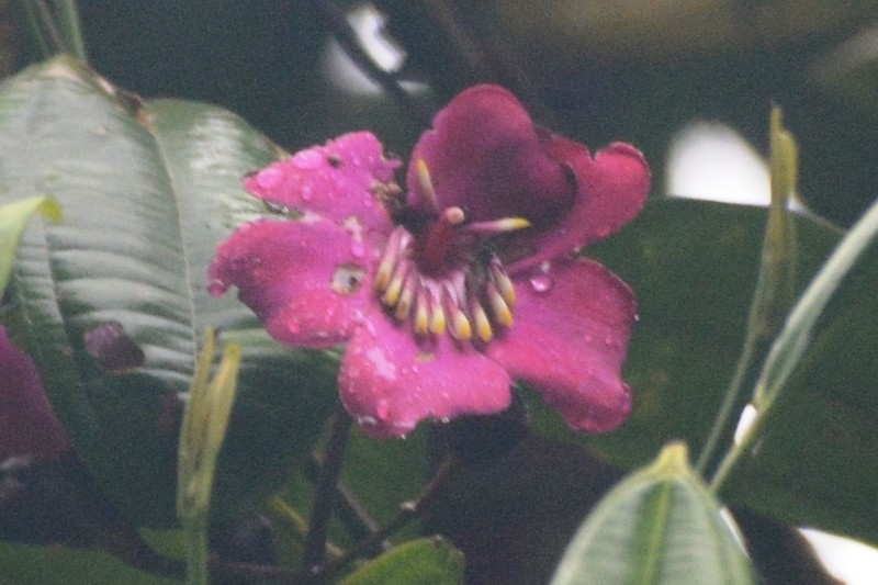 Meriania neillii photo 3