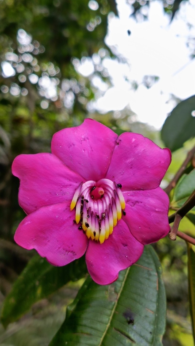 Meriania neillii photo 4