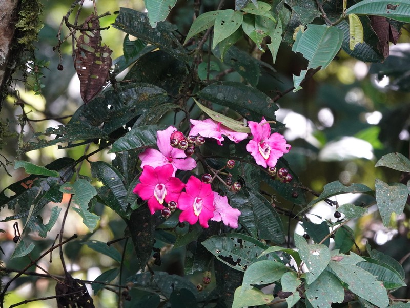 Meriania neillii photo 5