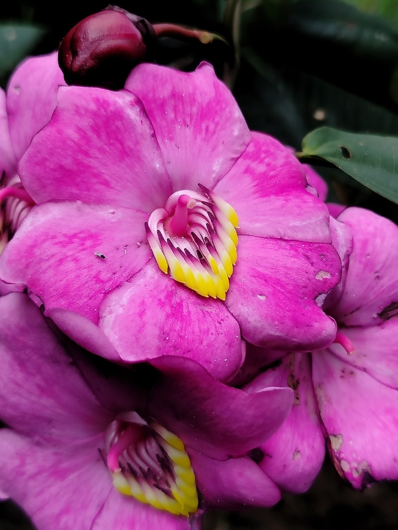 Meriania neillii photo 6