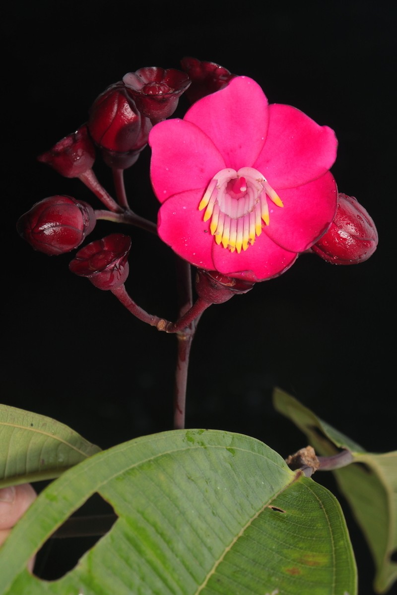 Meriania neillii photo 7