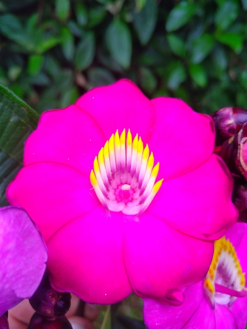 Meriania neillii photo 8