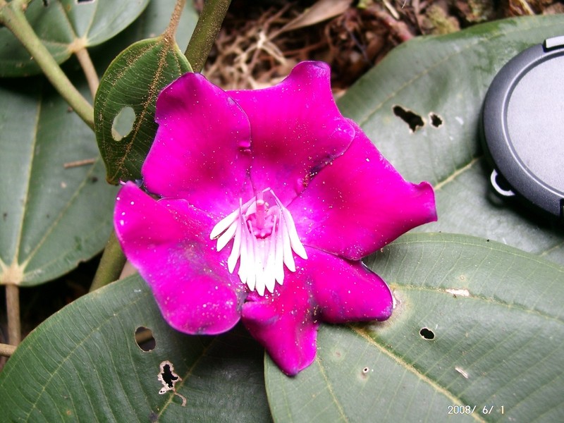 Meriania ramosii