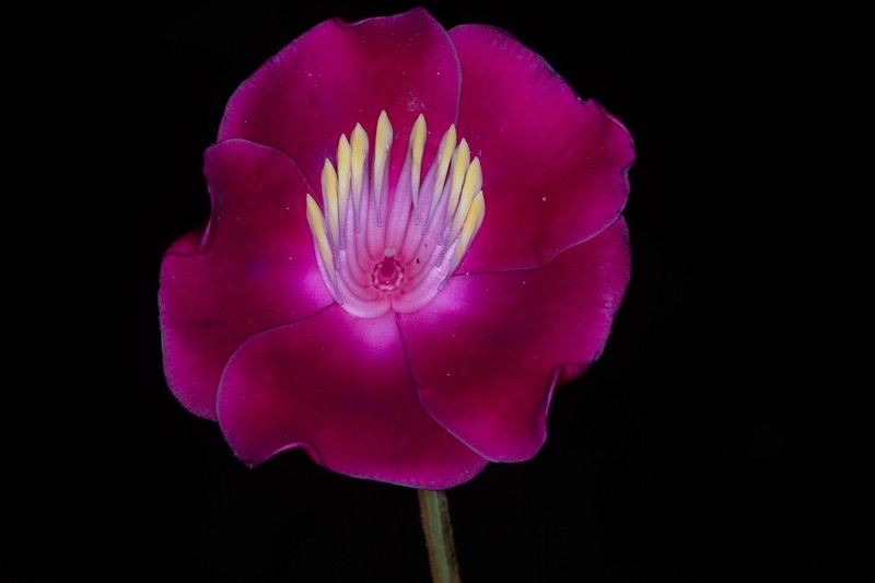 Meriania ramosii photo 2