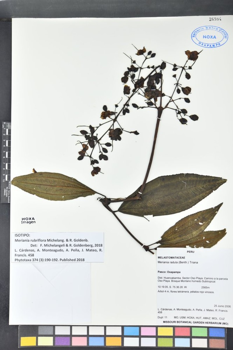 Meriania rubriflora
