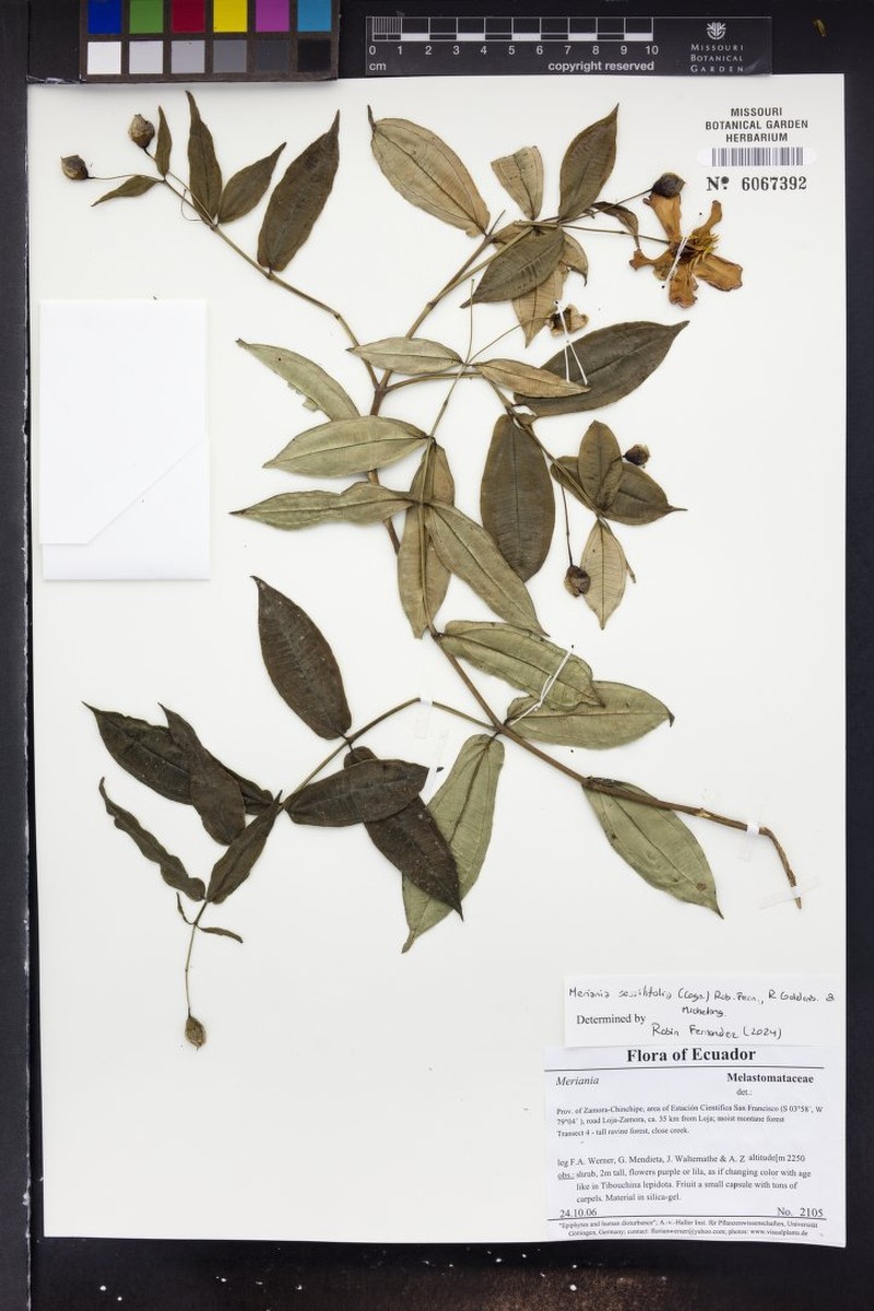 Meriania sessilifolia