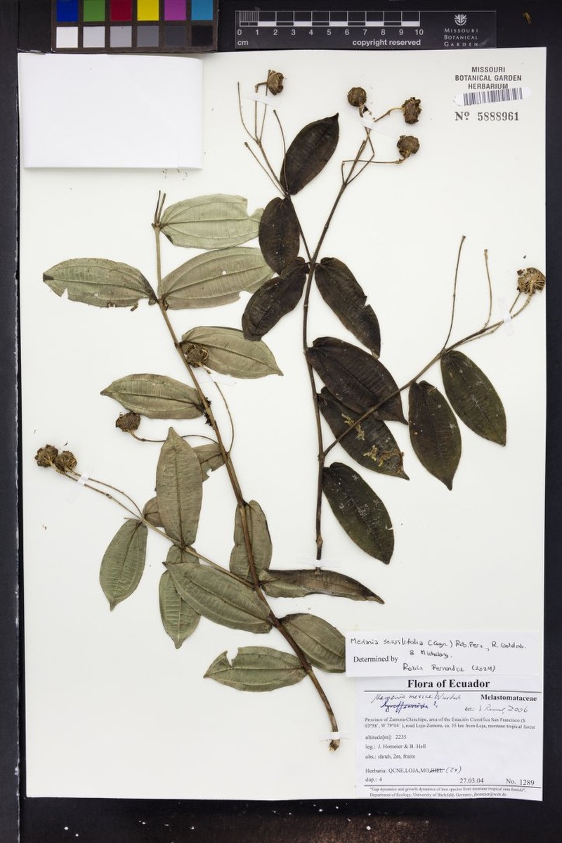 Meriania sessilifolia photo 2