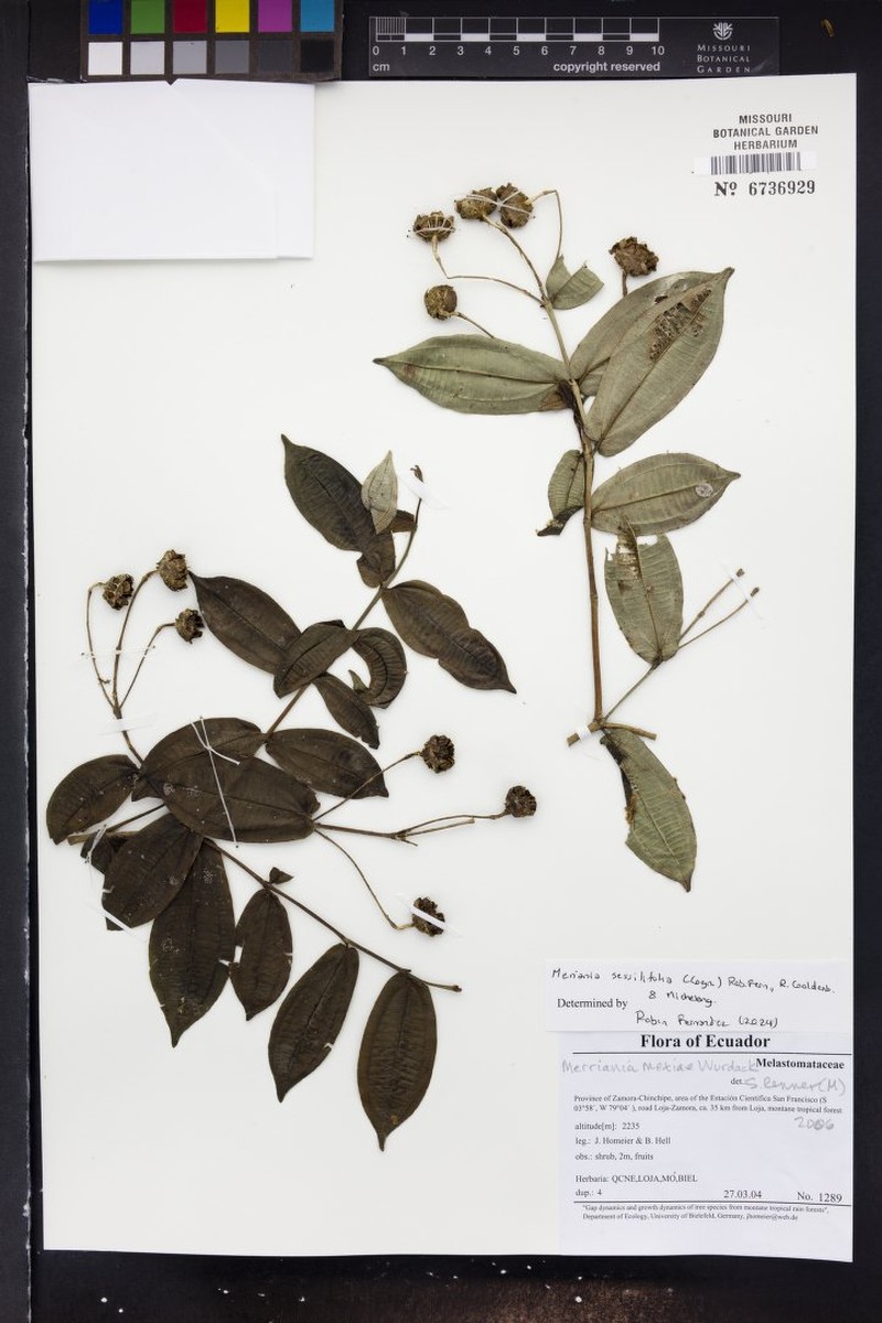 Meriania sessilifolia photo 3