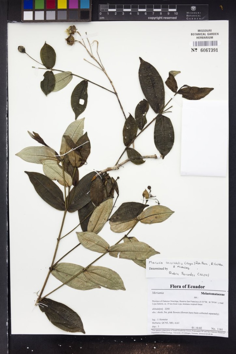 Meriania sessilifolia photo 4