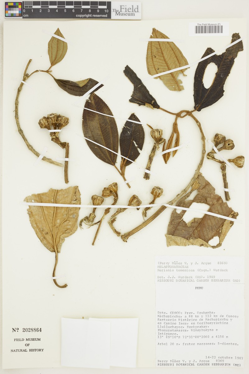 Meriania sumatika