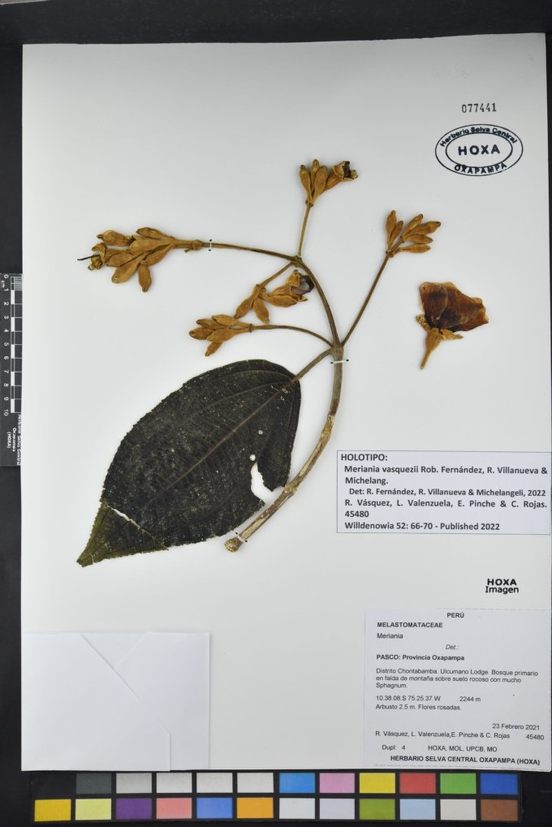 Meriania vasquezii