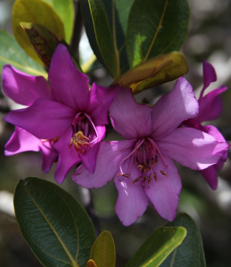Merianthera calyptrata