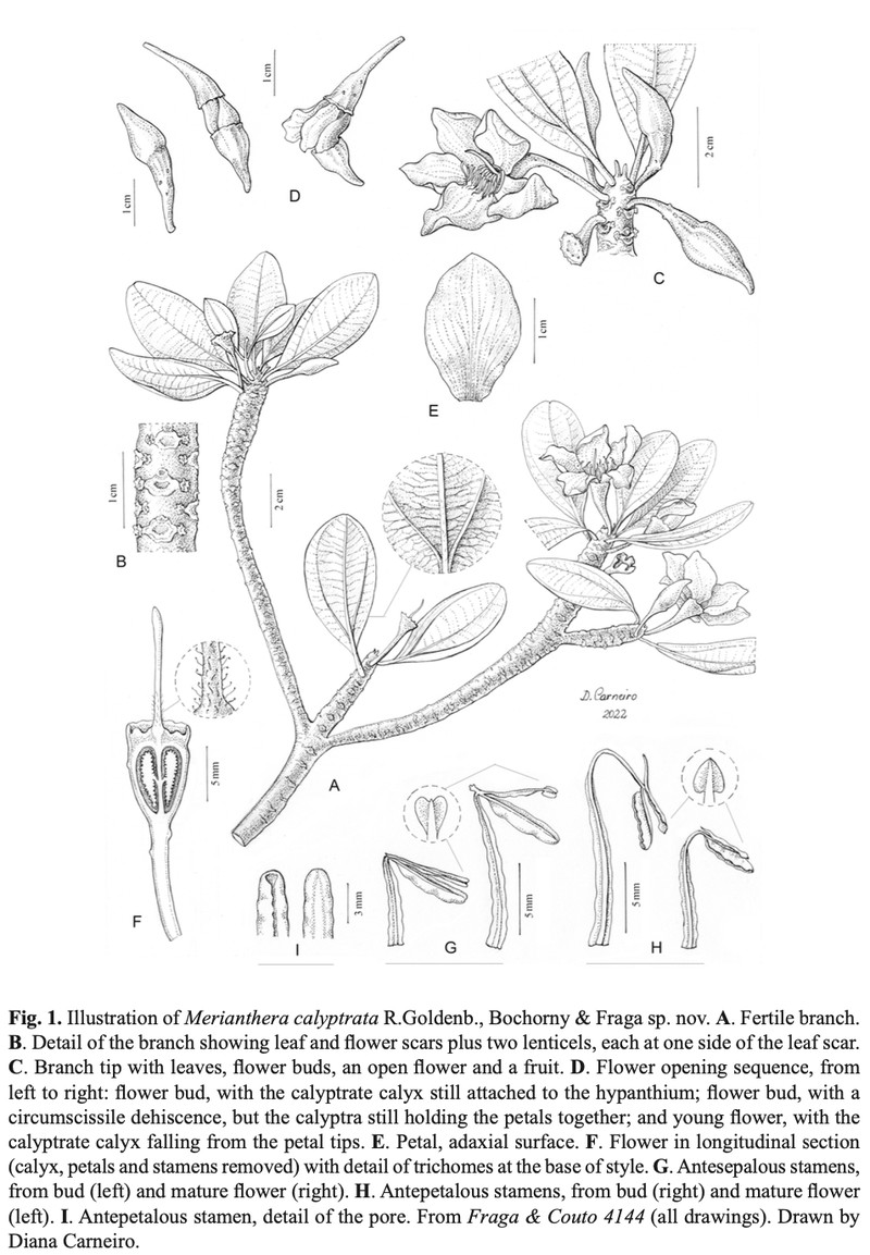 Merianthera calyptrata photo 2