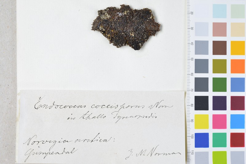 Merismatium Lichen