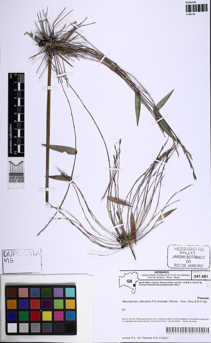Merostachys delicatula