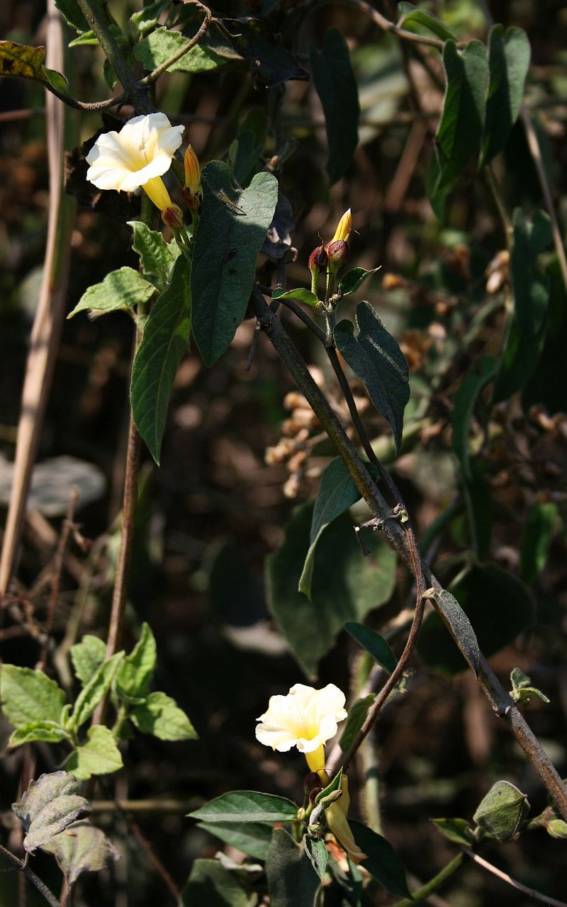 Merremia sagittoides