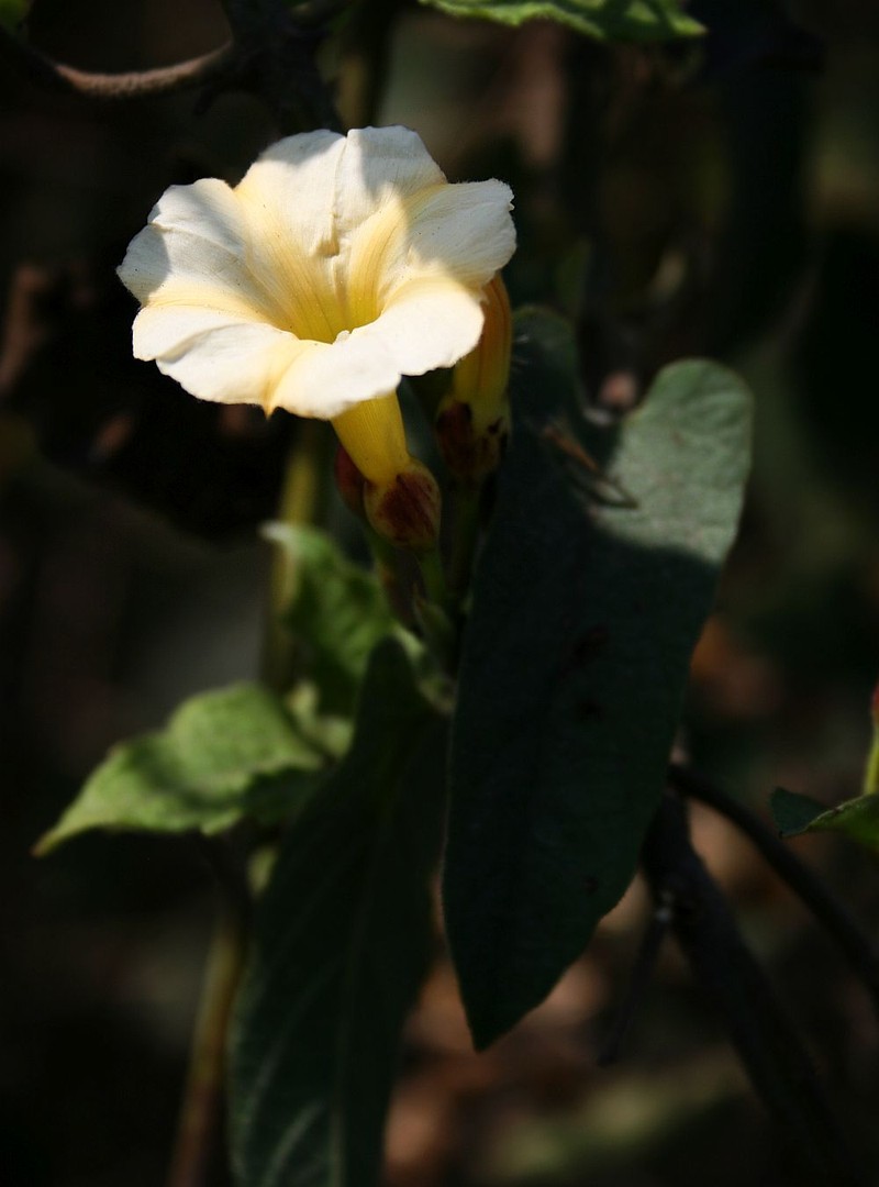 Merremia sagittoides photo 2