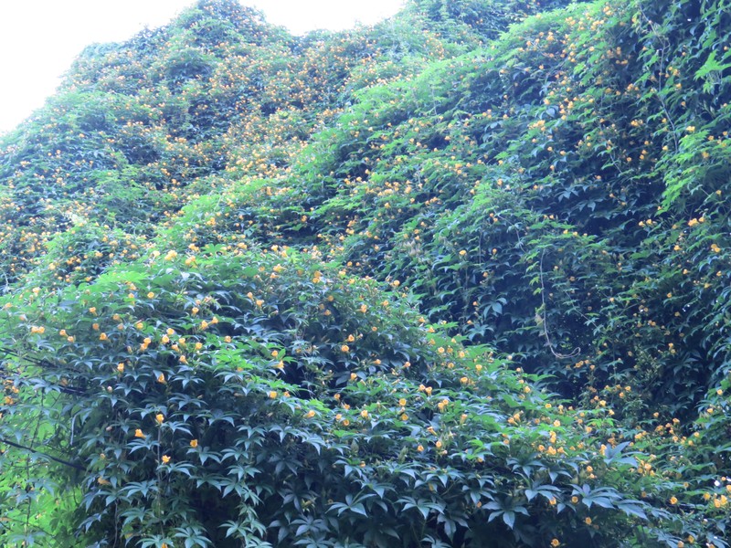 Spanish Arborvine photo 3