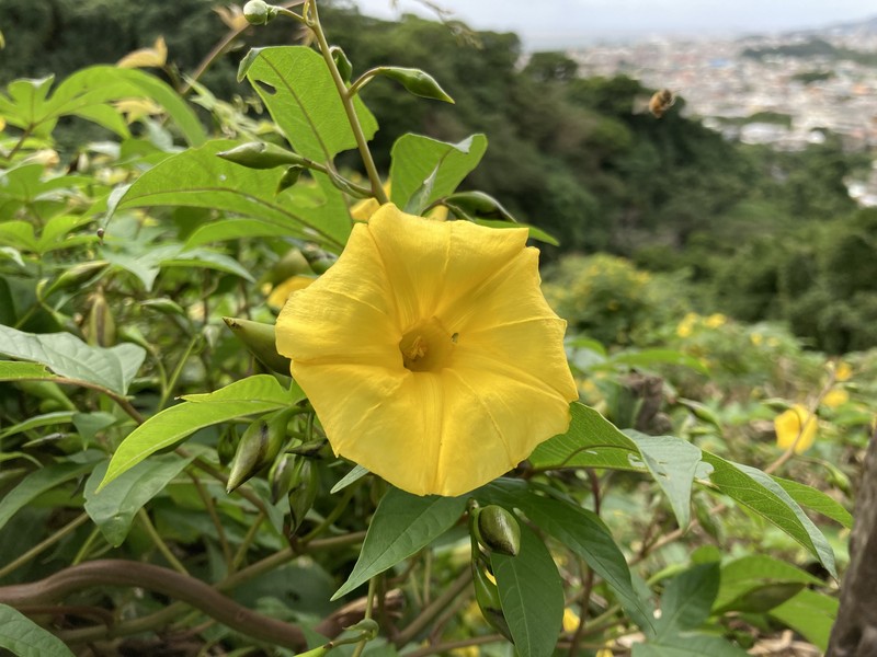 Spanish Arborvine photo 4