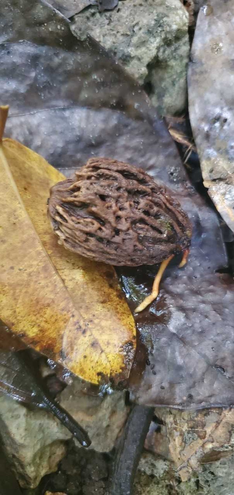 Merrilliodendron megacarpum