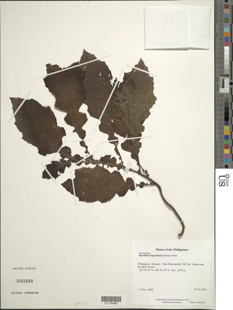 Merrittia benguetensis