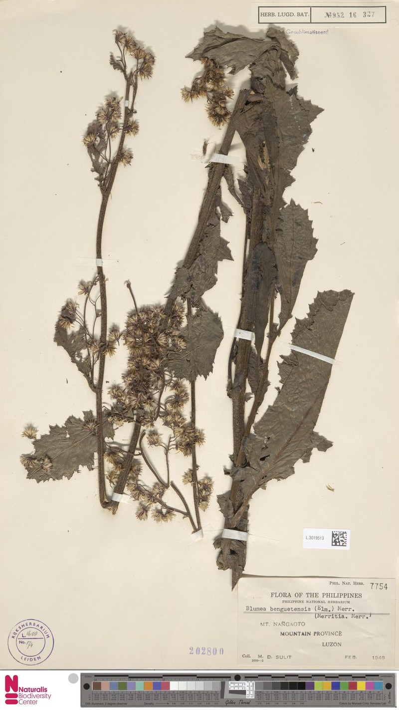 Merrittia benguetensis photo 2