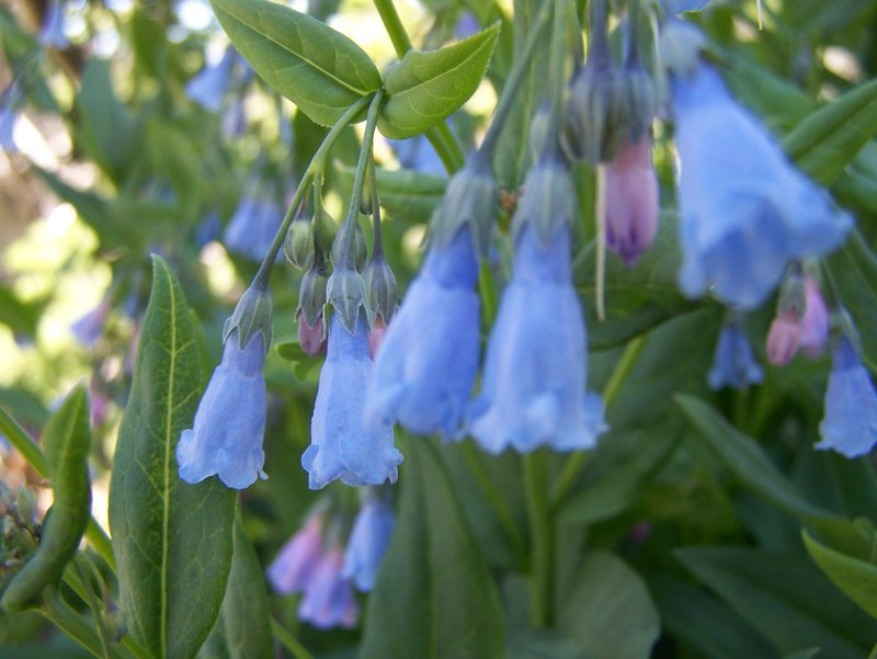 Aspen Bluebells photo 2