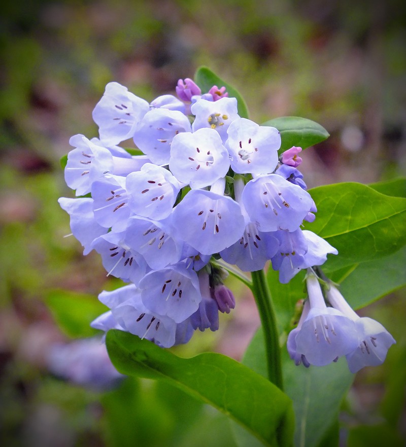 Aspen Bluebells