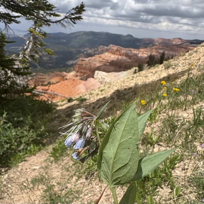 Aspen Bluebells photo 2