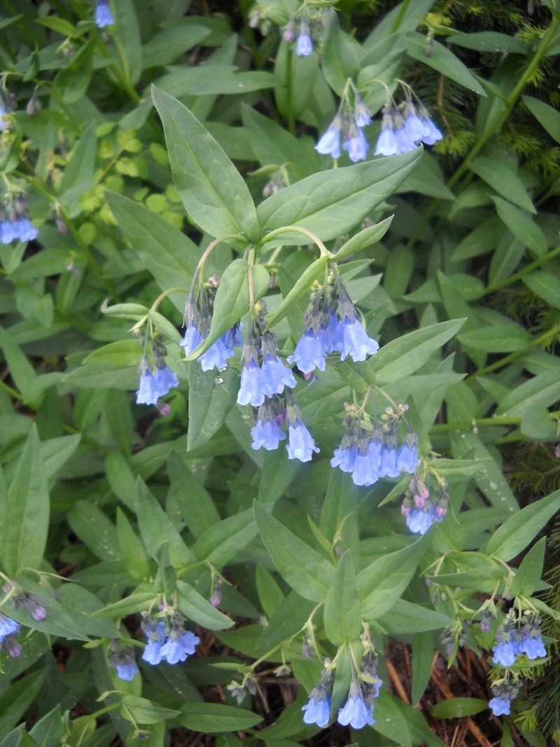 Aspen Bluebells photo 3