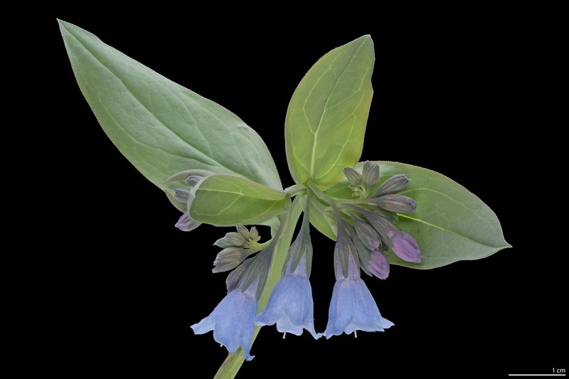 Aspen Bluebells photo 5